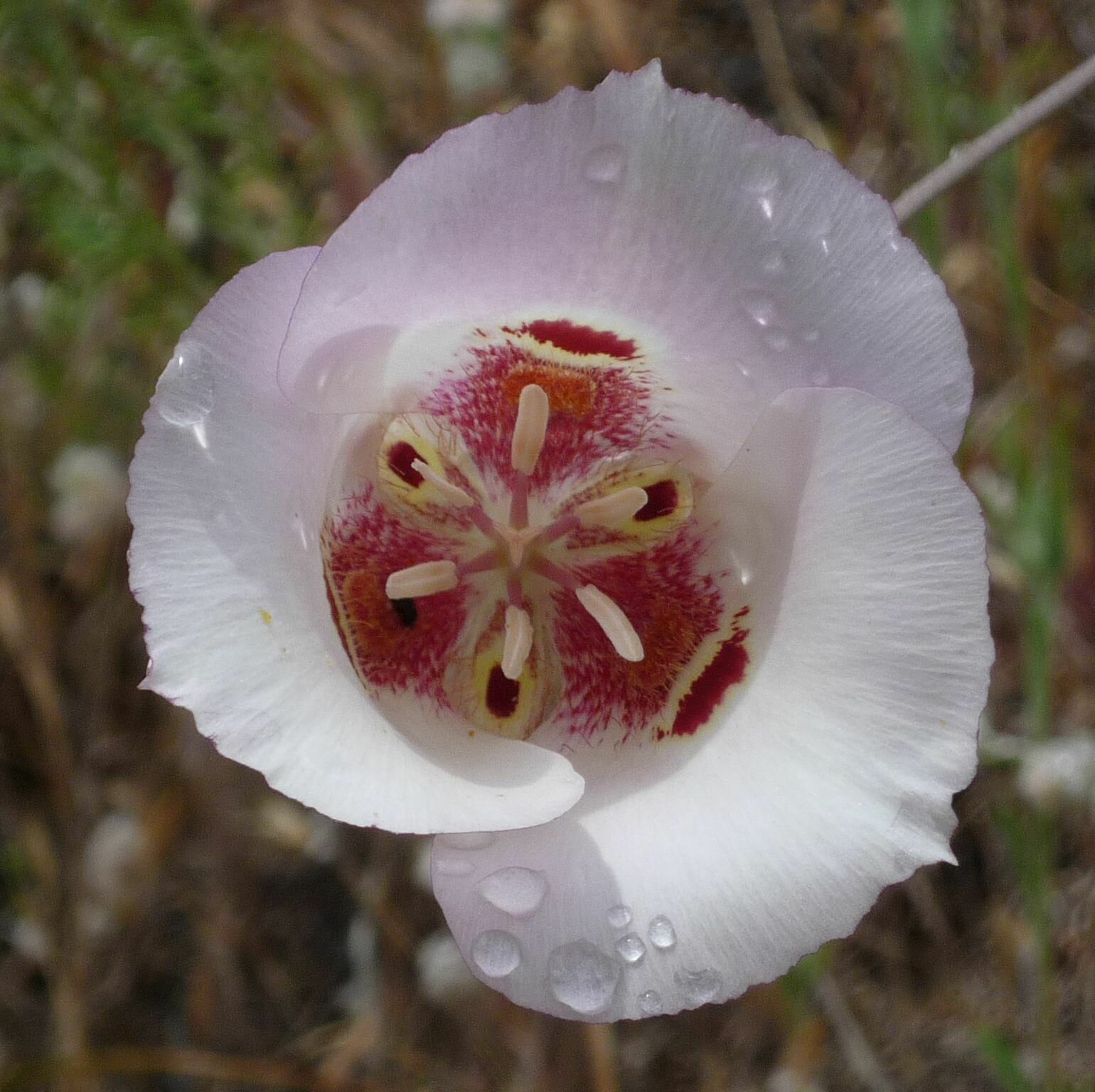 High Resolution Calochortus venustus Flower